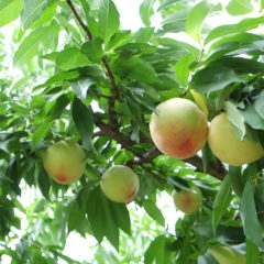 白桃の成長