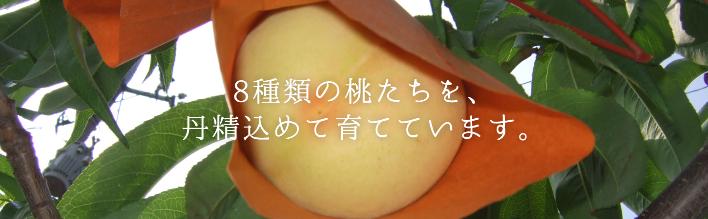 岡山の白桃